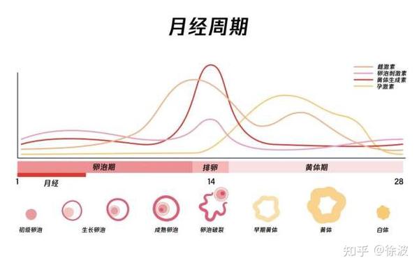 月经停一个月正常吗？解读月经周期与生理变化