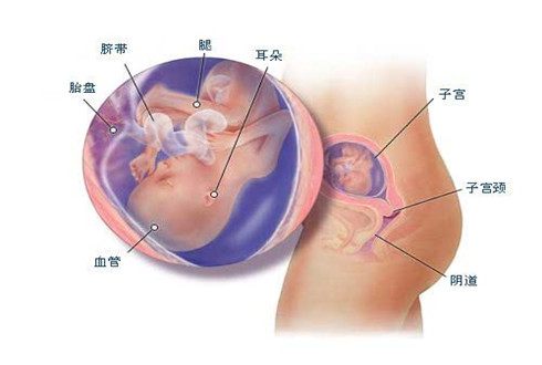 孕五个月胎儿图，揭示胎儿成长奥秘