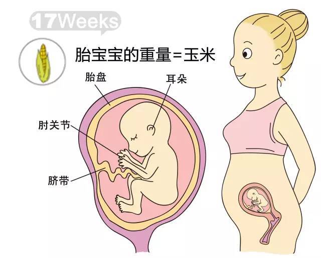 胎儿25周，孕期的里程碑与关键期解读